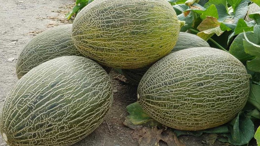 bea melon.jpg